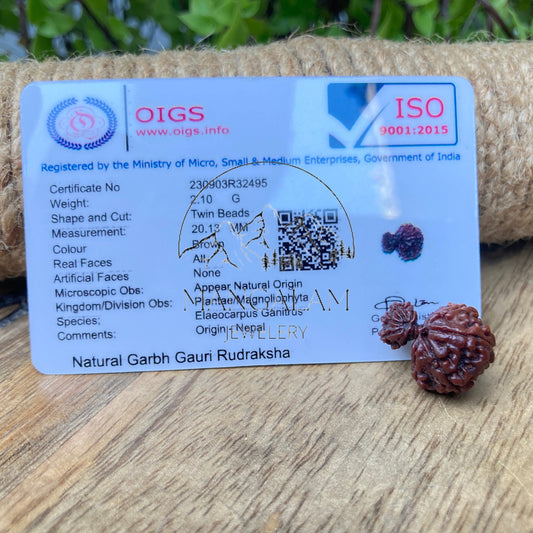 Garbh Gauri Rudraksha, Nepali Garbh Gauri Rudraksha Beads, Rudraksha From Nepal, Spiritual Growth Rudraksha