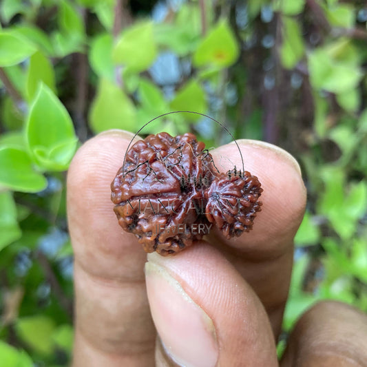 Garbh Gauri Rudraksha, Nepali Garbh Gauri Rudraksha Beads, Rudraksha From Nepal, Spiritual Growth Rudraksha