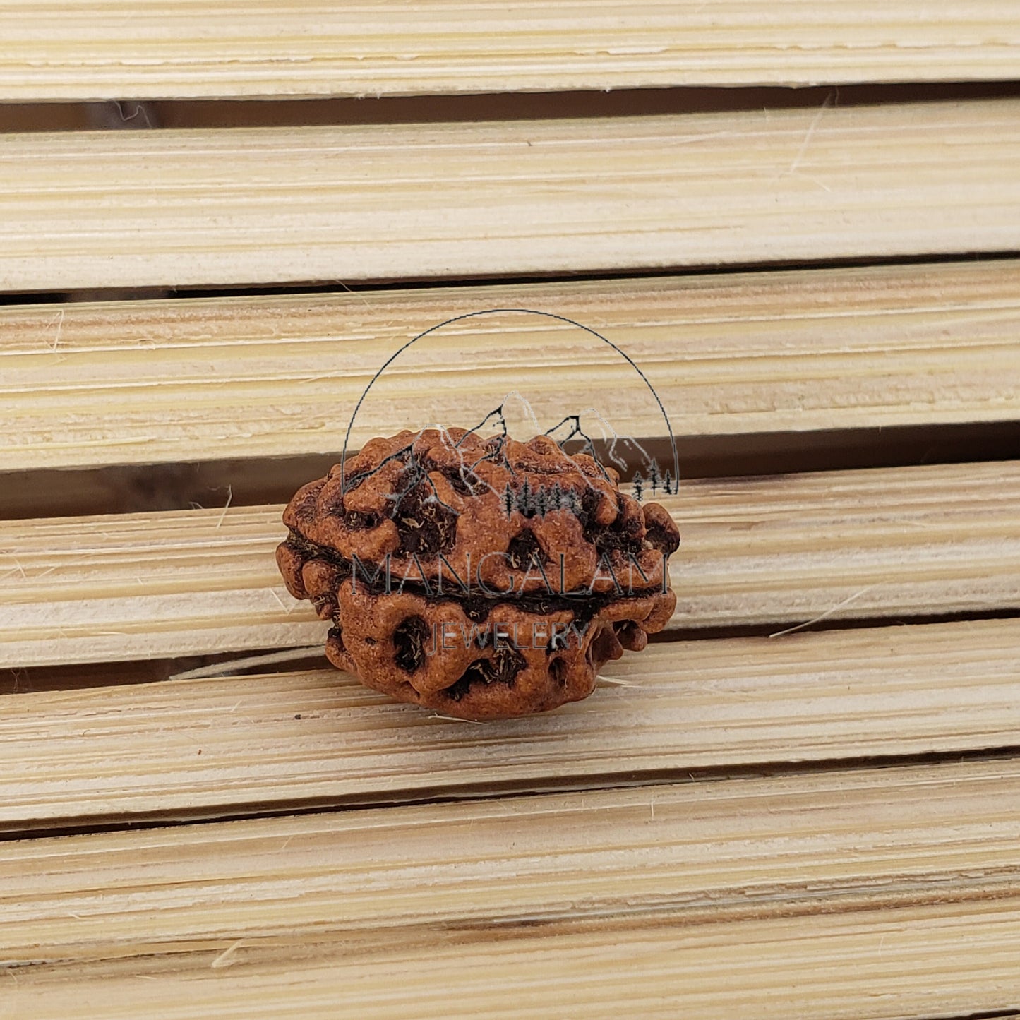 2 Mukhi Nepali rudraksha, Two Faces Rudraksha Orignal Rudraksha, Lord Shiva Tears, Lab Certified Rudraksha