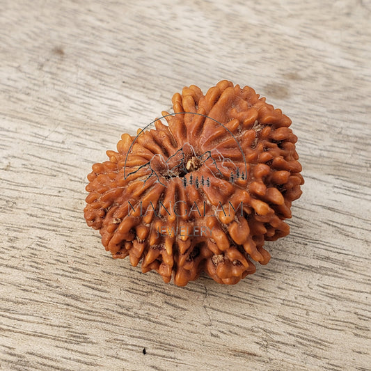 Fifteen Face Rudraksha, Nepali Rudraksha, Rudraksha Pendent, Lord Shiva Tears