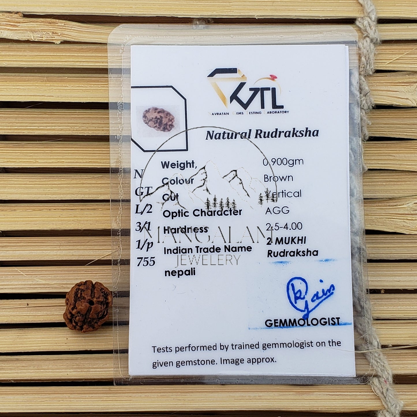 2 Mukhi Nepali rudraksha, Two Faces Rudraksha Orignal Rudraksha, Lord Shiva Tears, Lab Certified Rudraksha