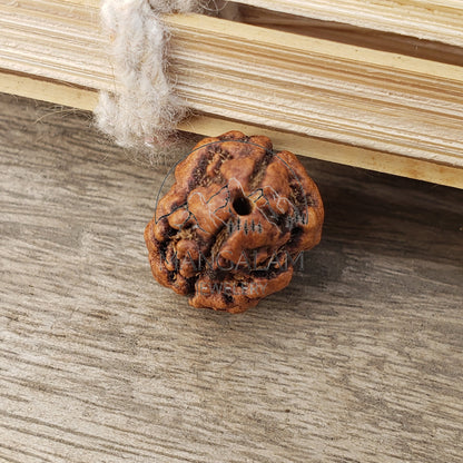 2 Mukhi Nepali rudraksha, Two Faces Rudraksha Orignal Rudraksha, Lord Shiva Tears, Lab Certified Rudraksha