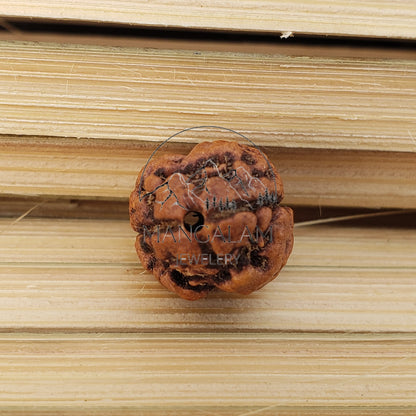 2 Mukhi Nepali rudraksha, Two Faces Rudraksha Orignal Rudraksha, Lord Shiva Tears, Lab Certified Rudraksha