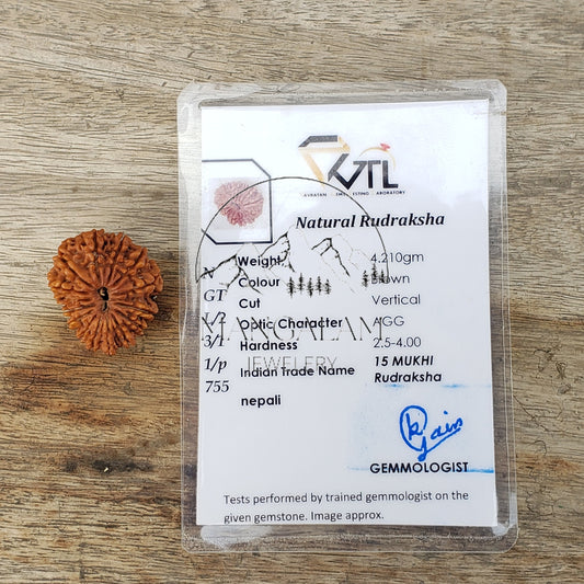 Fifteen Face Rudraksha, Nepali Rudraksha, Rudraksha Pendent, Lord Shiva Tears