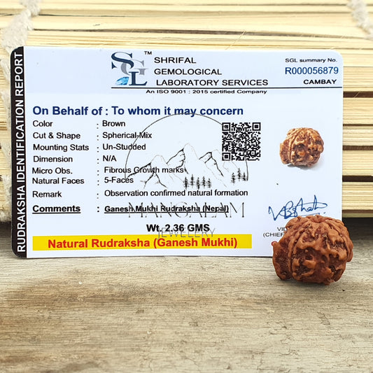 Ganesh Rudraksha • Large Ganesha Rudraksha Bead from Nepal • Five Face Ganesh Rudraksha • Ganesha Nepali Rudraksha Bead