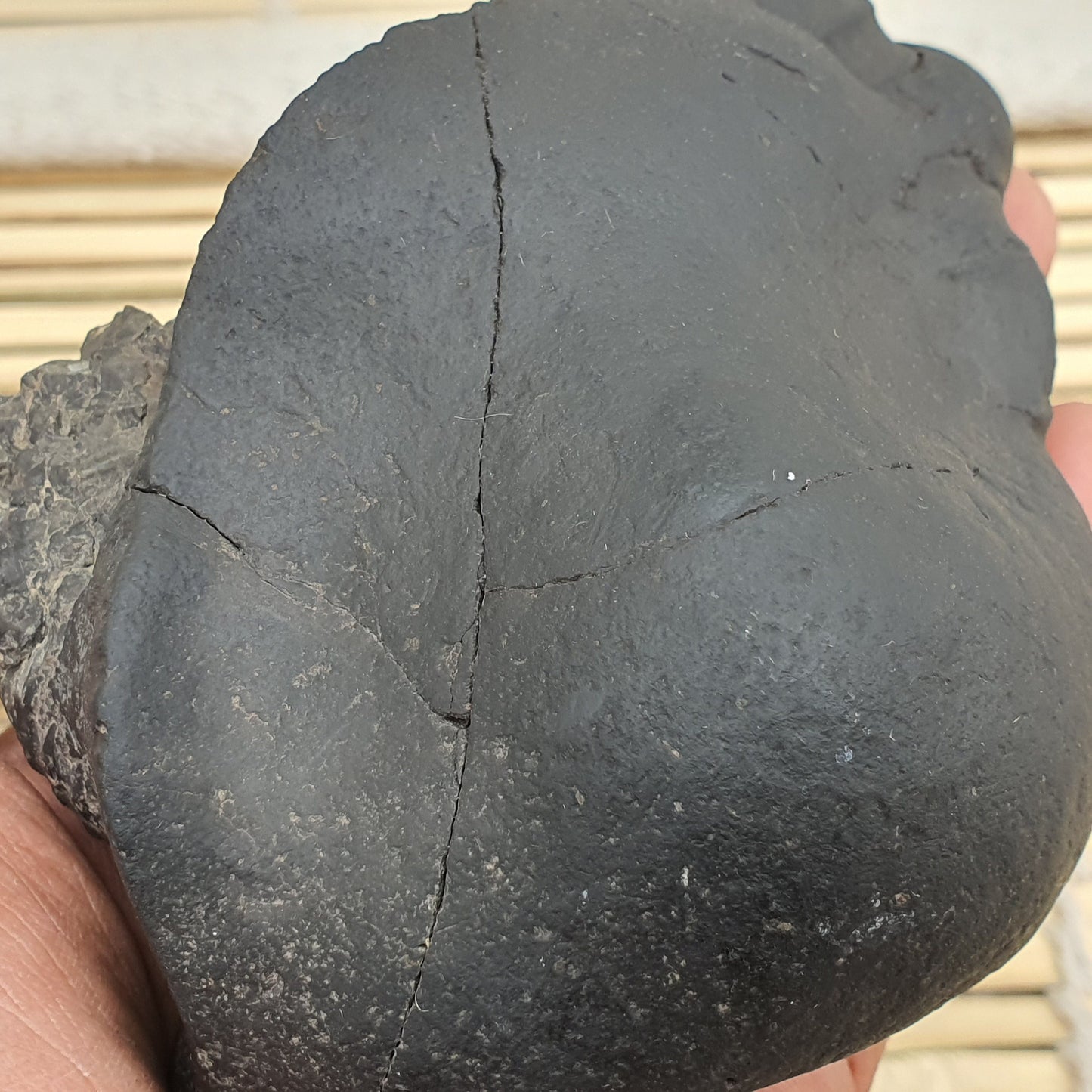 Rare Big Size Sudershan Shaligram •  Shaligram Shila • Gandaki River Nepal • Shaligram Stone • Shaligram From Nepal