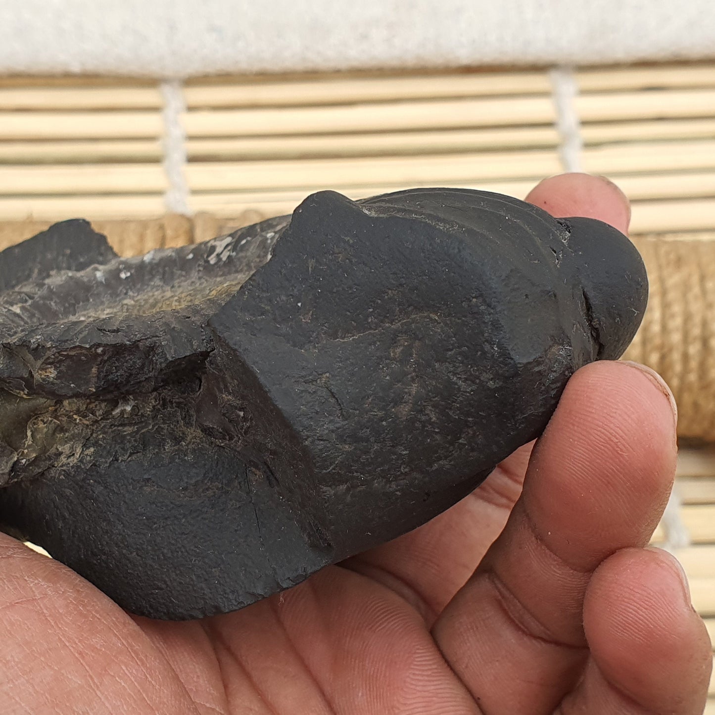 Rare Big Size Sudershan Shaligram •  Shaligram Shila • Gandaki River Nepal • Shaligram Stone • Shaligram From Nepal