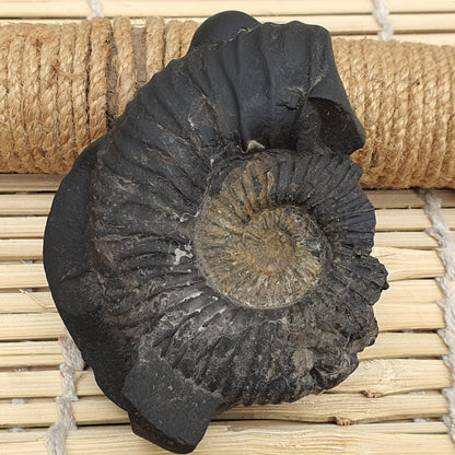Rare Big Size Sudershan Shaligram •  Shaligram Shila • Gandaki River Nepal • Shaligram Stone • Shaligram From Nepal