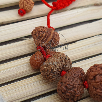 Siddh Bracelet - 1 to 14 Mukhi Rudraksha Beads With Gauri Shankar and Ganesh Rudraksha, Indonesian Beads Lab Certified, Handmade Jewelry