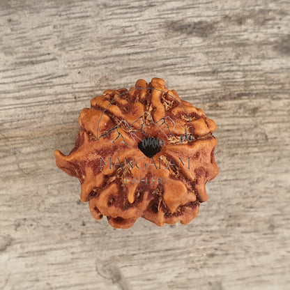 Ganesh Rudraksha • Large Ganesha Rudraksha Bead from Nepal • Five Face Ganesh Rudraksha • Ganesha Nepali Rudraksha Bead