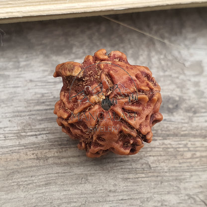 Ganesh Rudraksha • Large Ganesha Rudraksha Bead from Nepal • Five Face Ganesh Rudraksha • Ganesha Nepali Rudraksha Bead