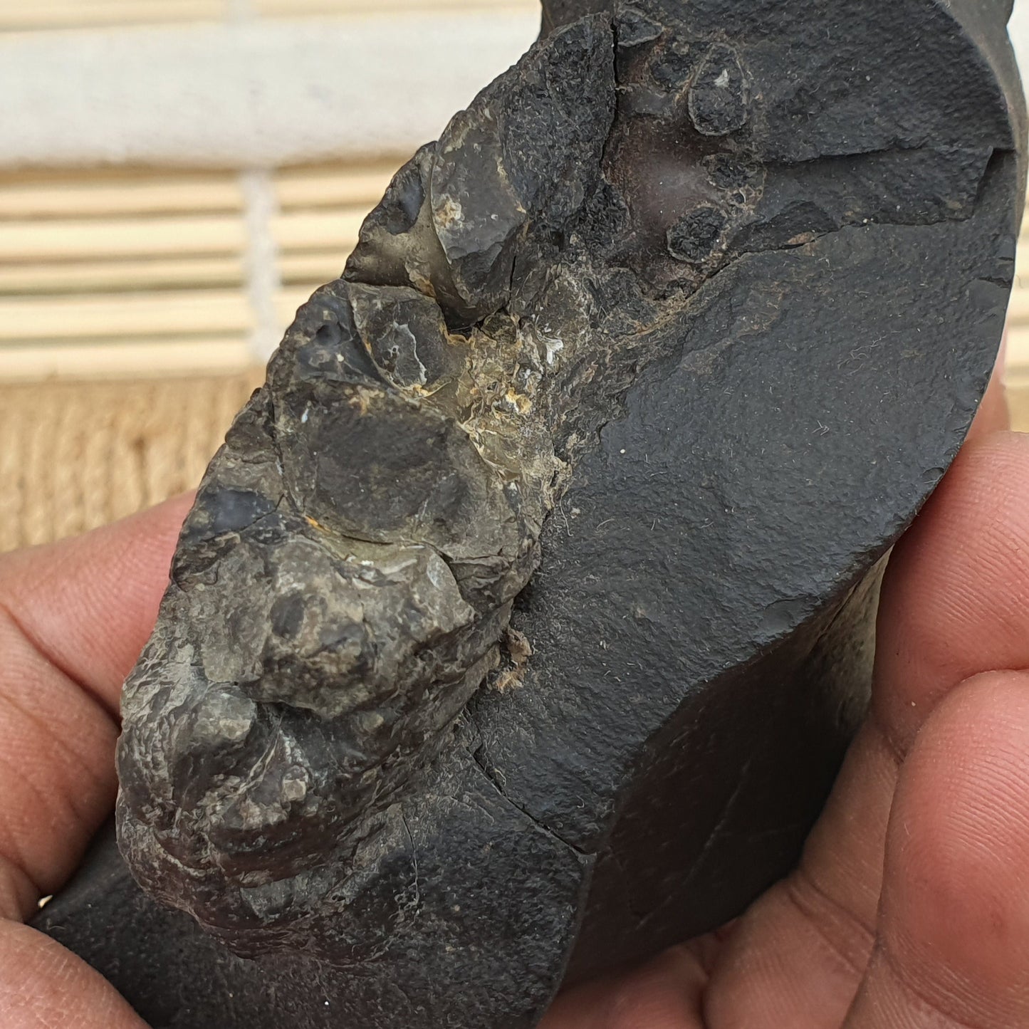 Rare Big Size Sudershan Shaligram •  Shaligram Shila • Gandaki River Nepal • Shaligram Stone • Shaligram From Nepal
