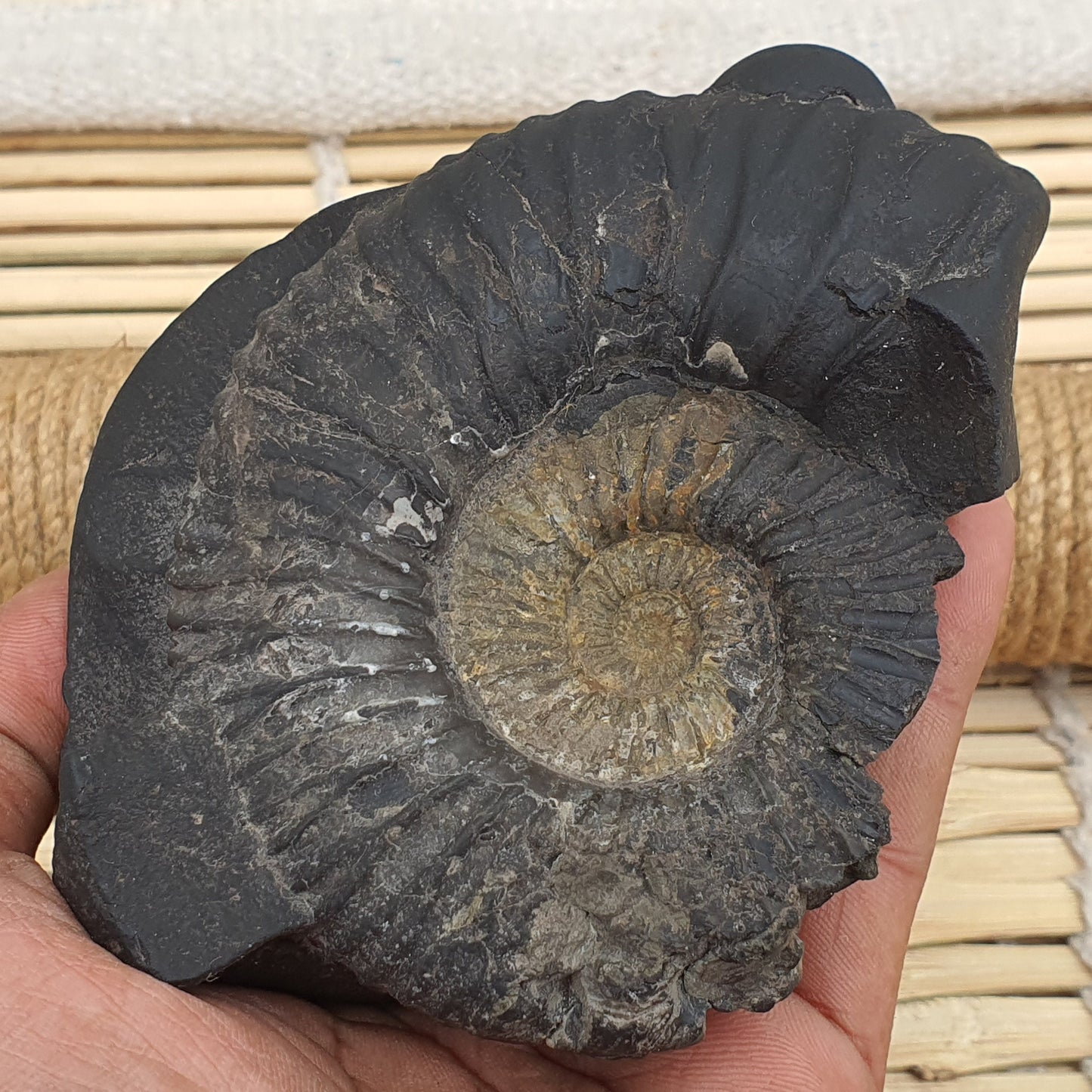 Rare Big Size Sudershan Shaligram •  Shaligram Shila • Gandaki River Nepal • Shaligram Stone • Shaligram From Nepal