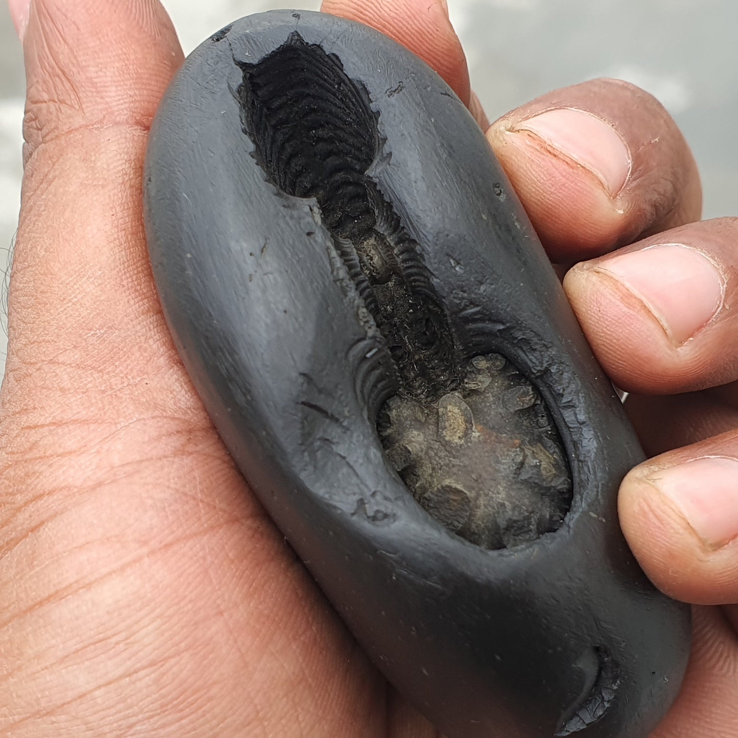 Golden Narsimha Shaligram • Shaligram Shila • Gandaki River Nepal • Shaligram Stone • Puja item • Religious Gift • Shaligram From Nepal