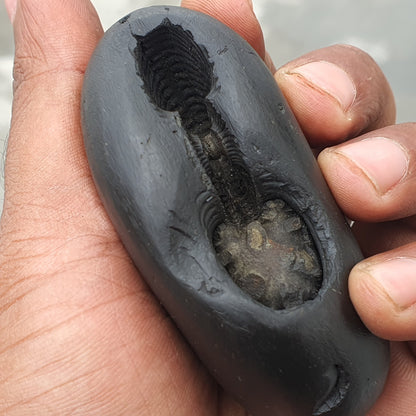 Golden Narsimha Shaligram • Shaligram Shila • Gandaki River Nepal • Shaligram Stone • Puja item • Religious Gift • Shaligram From Nepal