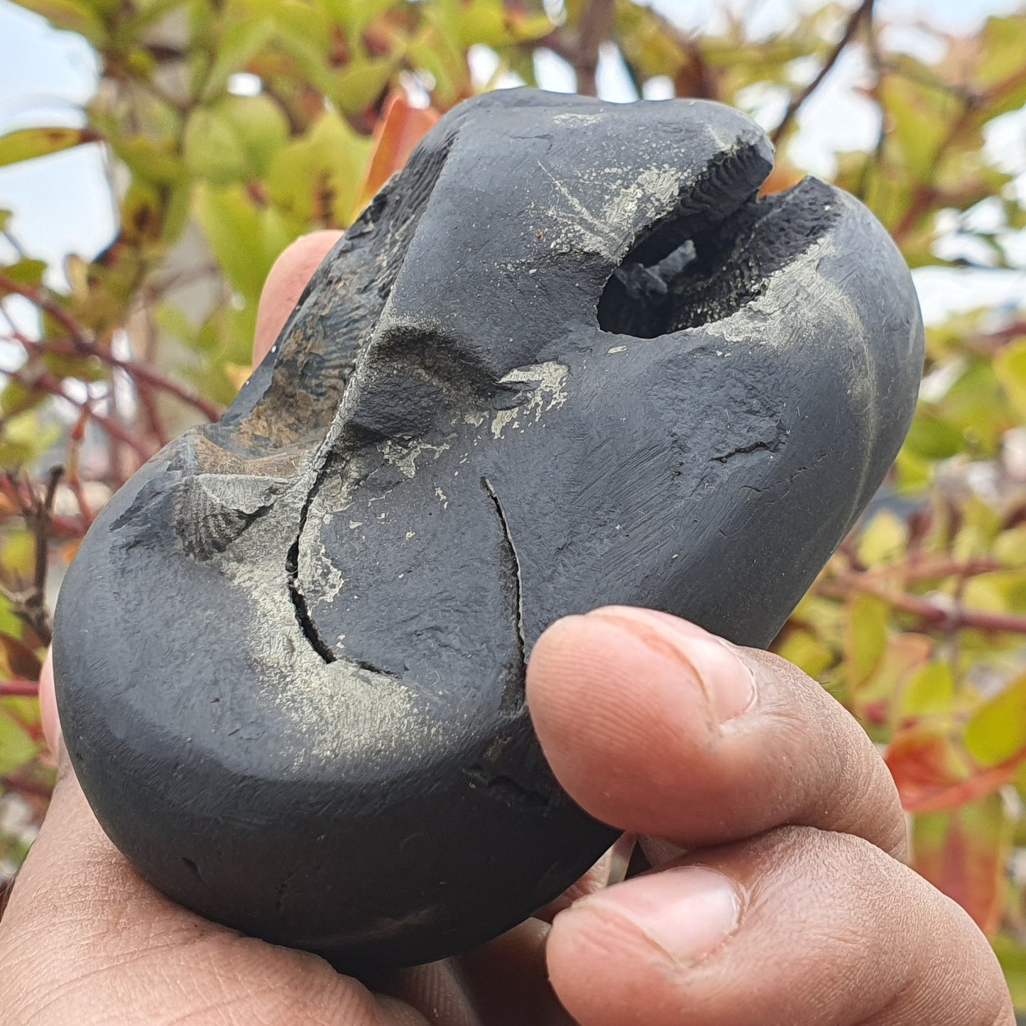 Double Chakra Big Size • Golden Narsimha Shaligram • Shaligram Shila • Gandaki River Nepal • Shaligram Stone • Shaligram From Nepal