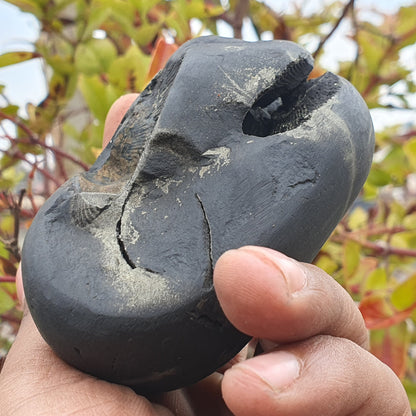 Double Chakra Big Size • Golden Narsimha Shaligram • Shaligram Shila • Gandaki River Nepal • Shaligram Stone • Shaligram From Nepal