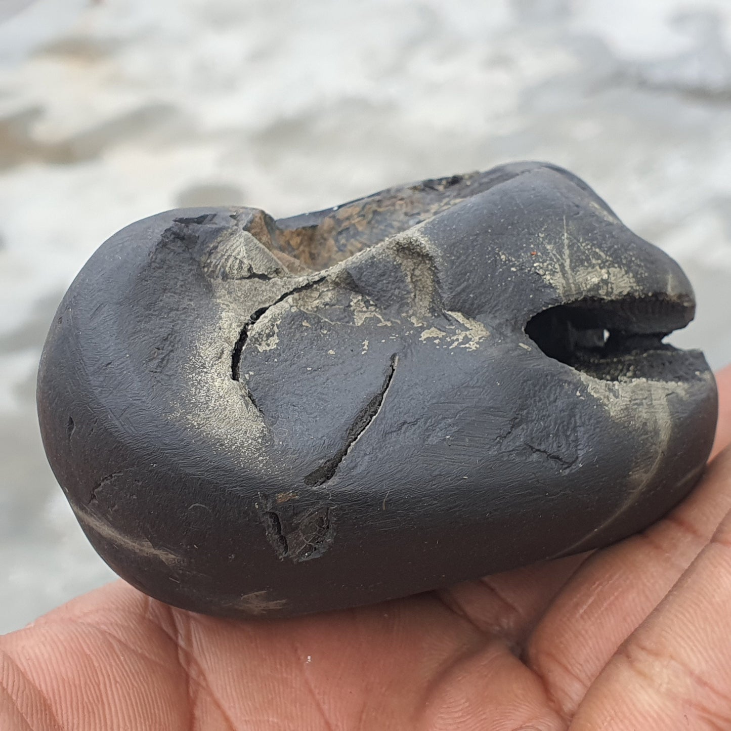 Double Chakra Big Size • Golden Narsimha Shaligram • Shaligram Shila • Gandaki River Nepal • Shaligram Stone • Shaligram From Nepal