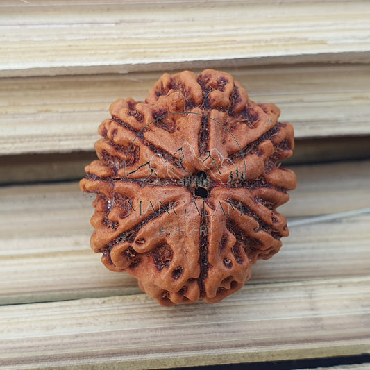 8 Mukhi Nepali Rudraksha Pendant - IGL Lab Certified, Spiritual Gifts, Yoga Pendant, Gift For Yoga Lover
