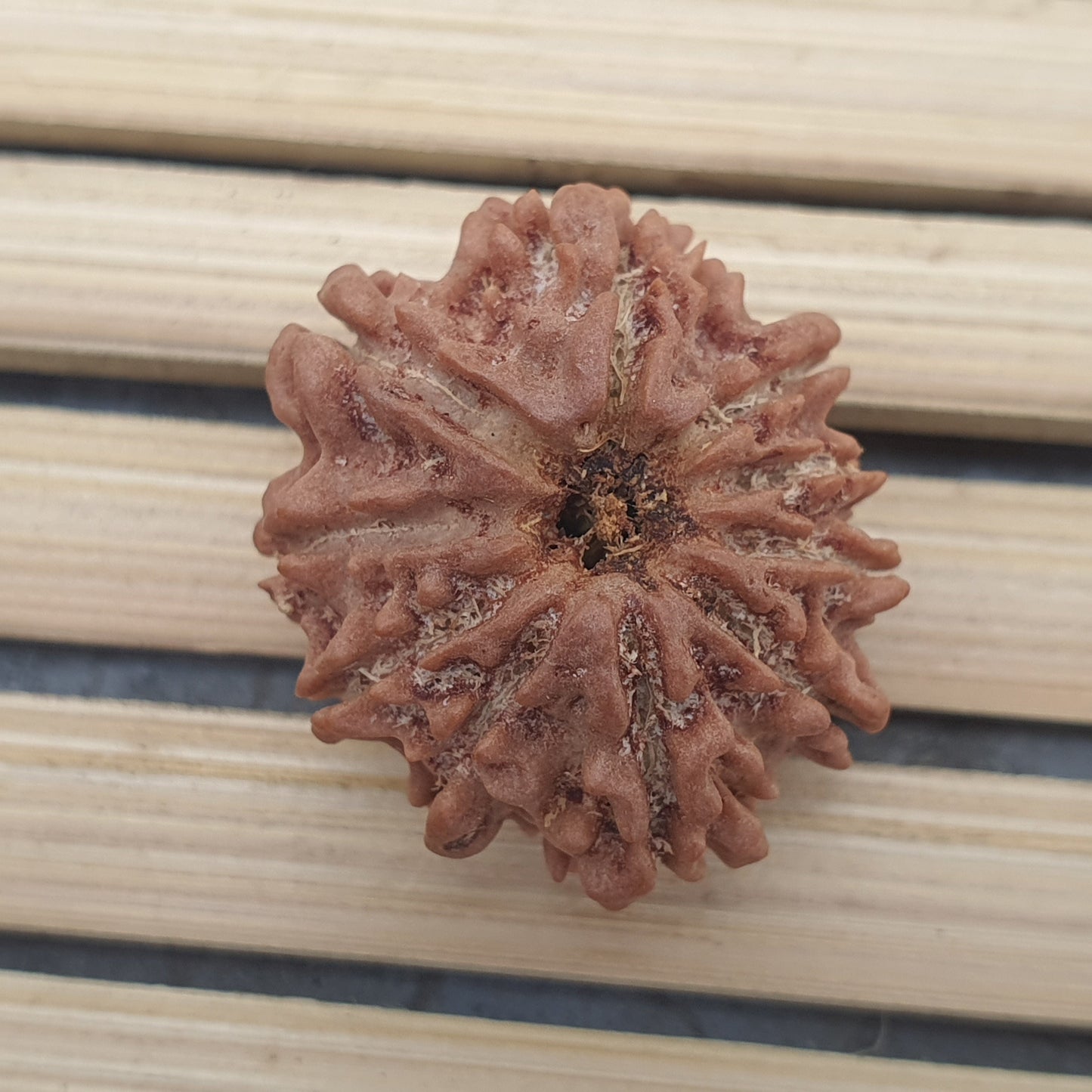 10 Mukhi Nepal Rudraksha, Ten Face, Lord Vishnu In 925 Silver Sterling Pendant, Natural Rudraksha, Spiritual Gifts, Yoga Pendant