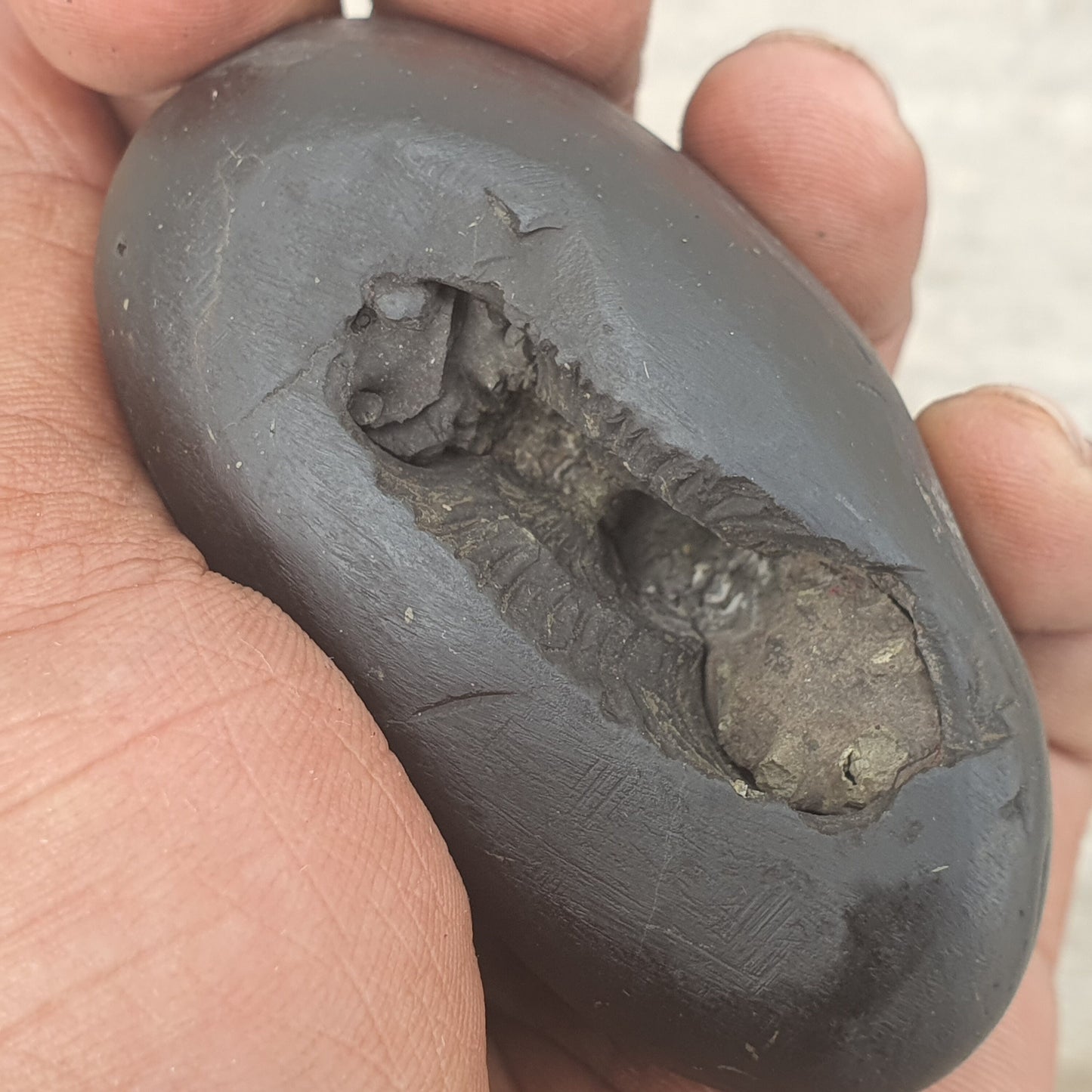 Narsimha Shaligram, Narsimha Saligram Stone - Gandaki River Nepal, Ritual Object, Pooja Item, Vishnu Puja