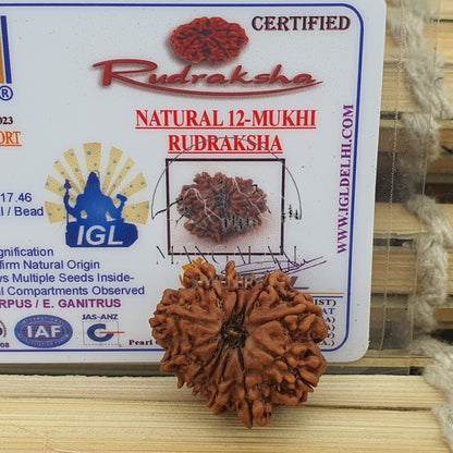 12 Mukhi Nepalese Rudraksha Pendant -Lab Certified in Sterling Silver, Twelve Face Rudraksh, Rudraksha Beads, Spiritual Gifts, Yoga Pendant