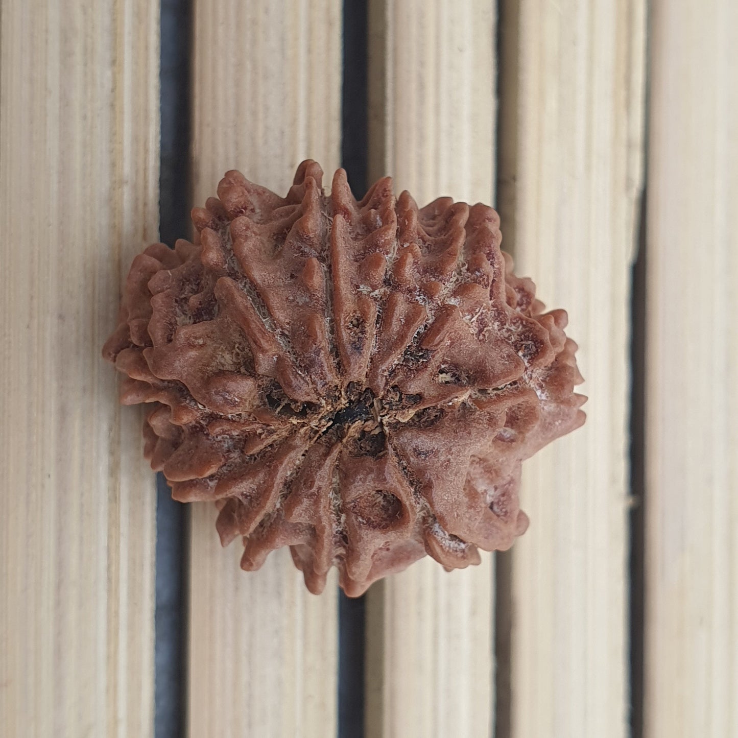 10 Mukhi Nepal Rudraksha, Ten Face, Lord Vishnu In 925 Silver Sterling Pendant, Natural Rudraksha, Spiritual Gifts, Yoga Pendant