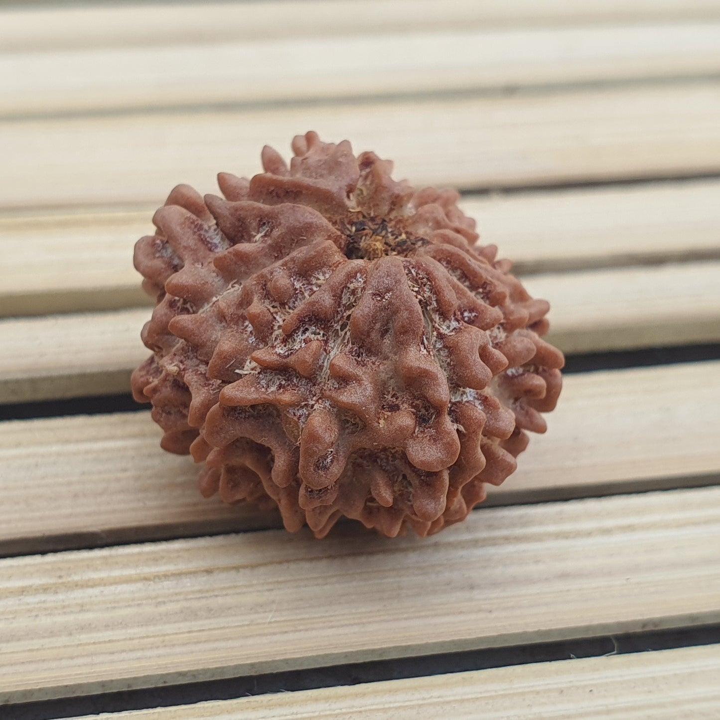 10 Mukhi Nepal Rudraksha, Ten Face, Lord Vishnu In 925 Silver Sterling Pendant, Natural Rudraksha, Spiritual Gifts, Yoga Pendant