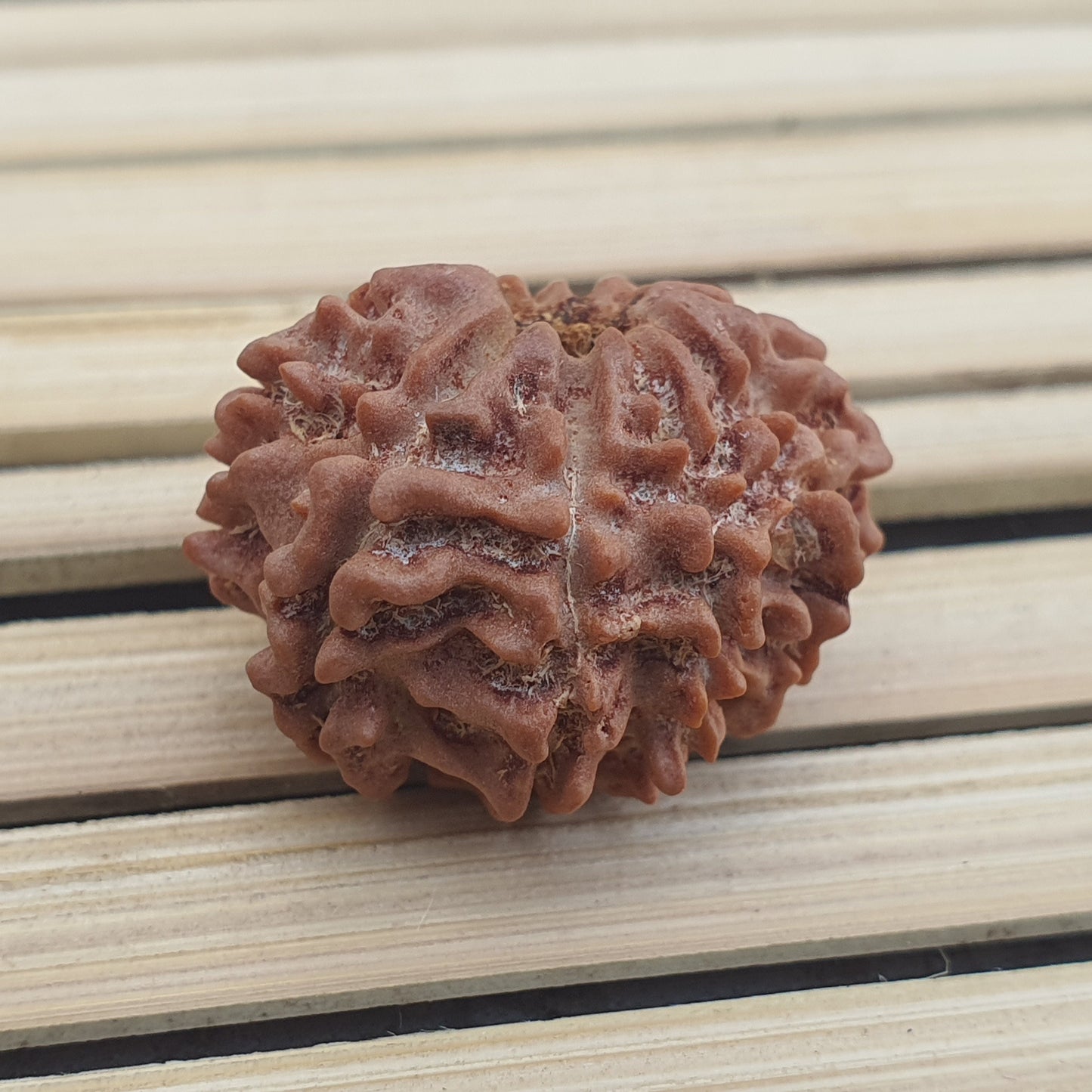 10 Mukhi Nepal Rudraksha, Ten Face, Lord Vishnu In 925 Silver Sterling Pendant, Natural Rudraksha, Spiritual Gifts, Yoga Pendant