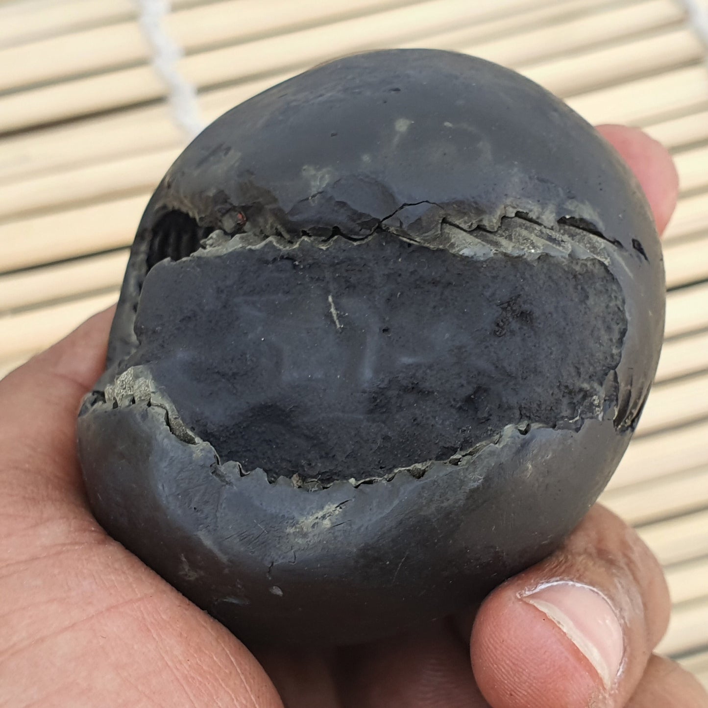 Big Size Golden Narsimha Shaligram, Sudeshan Saligram Stone - Gandaki River Nepal, Ritual Object, Pooja Item, Vishnu Puja