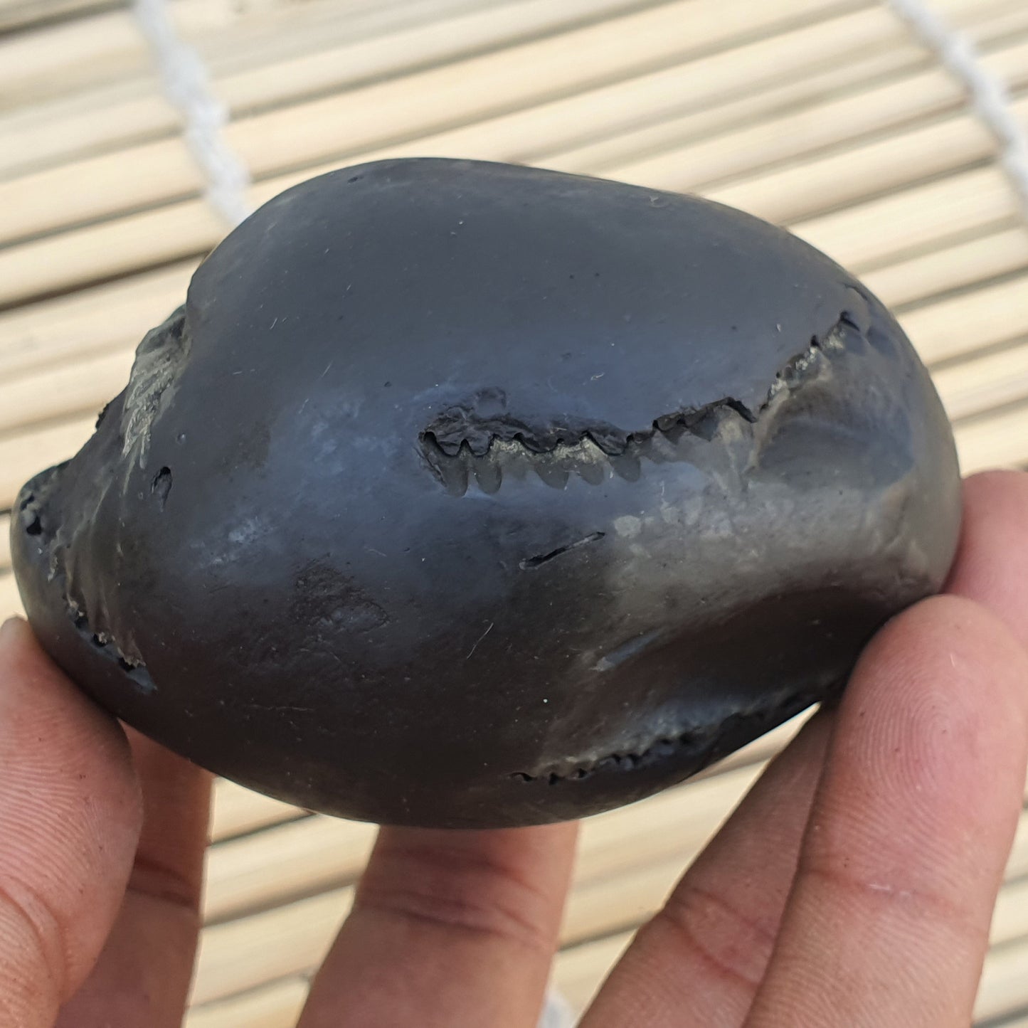 Big Size Golden Narsimha Shaligram, Sudeshan Saligram Stone - Gandaki River Nepal, Ritual Object, Pooja Item, Vishnu Puja