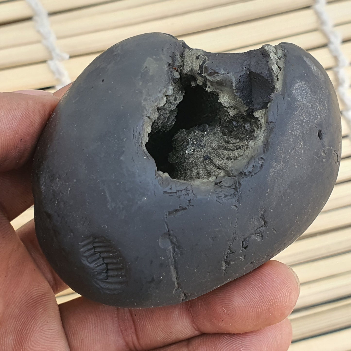 Big Size Golden Narsimha Shaligram, Sudeshan Saligram Stone - Gandaki River Nepal, Ritual Object, Pooja Item, Vishnu Puja
