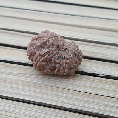 13 Mukhi Rudraksha Pendant - Lab Certified in Sterling Silver, Gift For Yoga Lover, Yoga Pendant