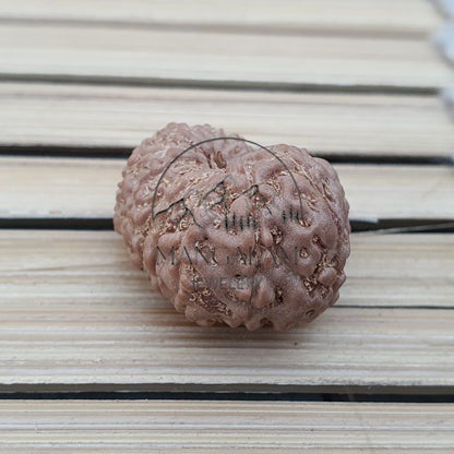 13 Mukhi Rudraksha Pendant - Lab Certified in Sterling Silver, Gift For Yoga Lover, Yoga Pendant
