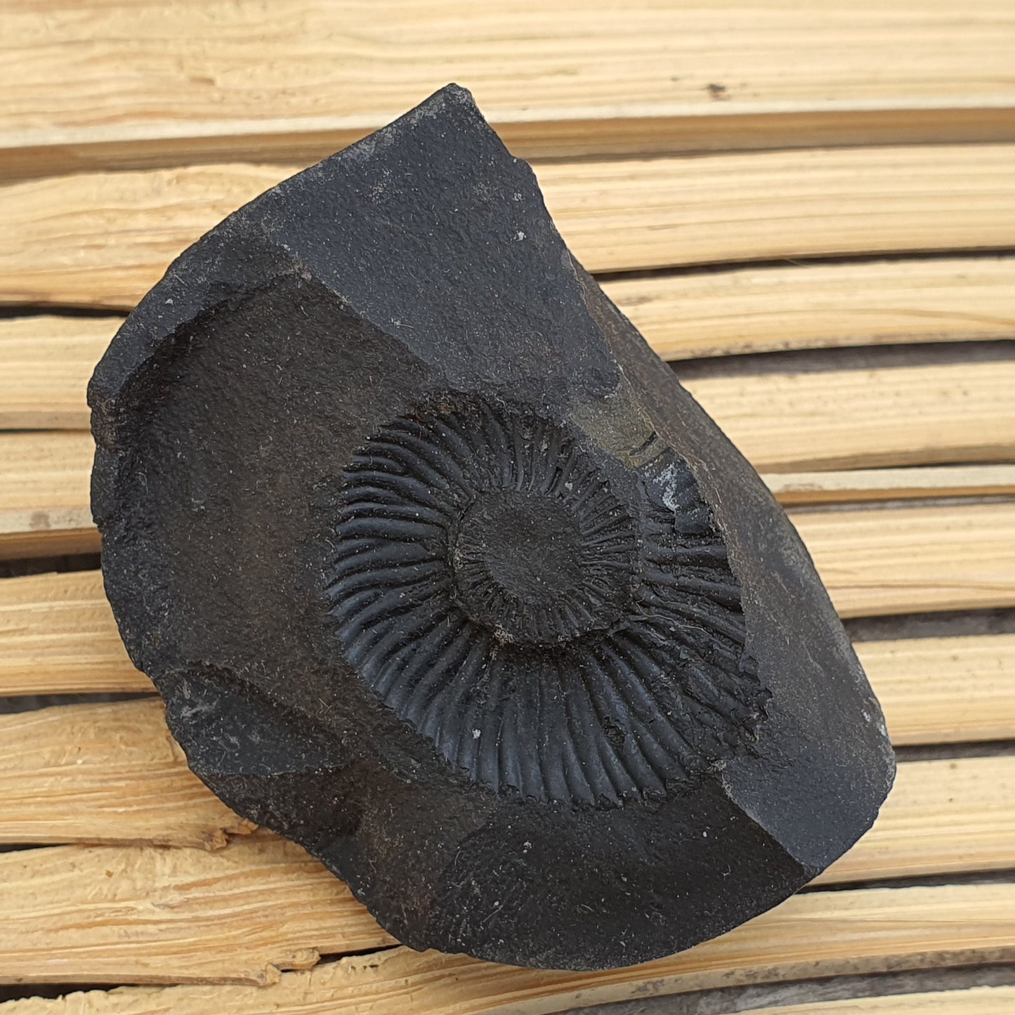 Shri Laxmi Narayan Shaligram, Rare & Special Two Piece, Religious Gifts, Saligram Stone - Gandaki River Nepal, Ritual Object