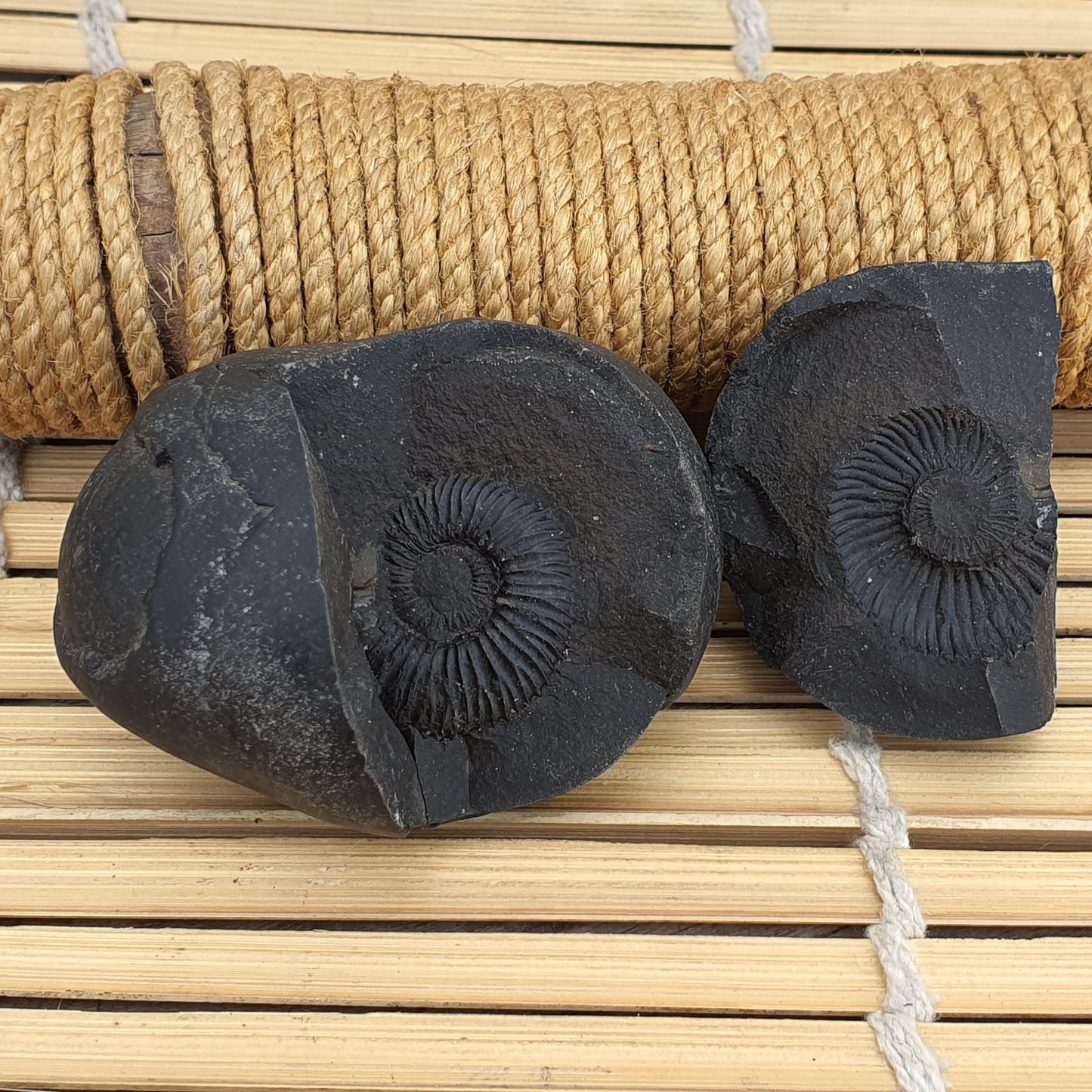 Shri Laxmi Narayan Shaligram, Rare & Special Two Piece, Religious Gifts, Saligram Stone - Gandaki River Nepal, Ritual Object