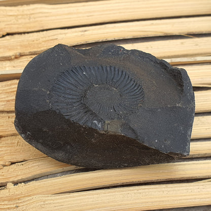 Shri Laxmi Narayan Shaligram, Rare & Special Two Piece, Religious Gifts, Saligram Stone - Gandaki River Nepal, Ritual Object