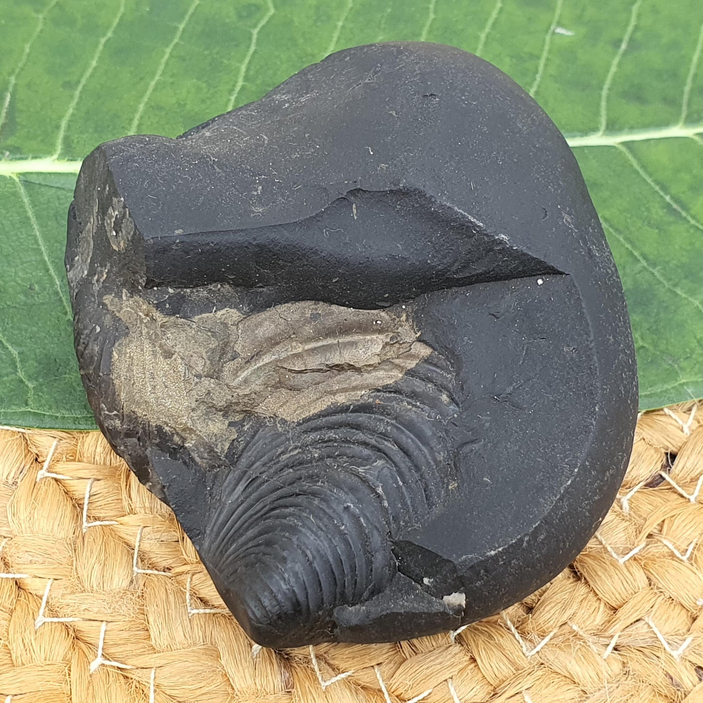 Golden Krishna Anirudha Shaligram, Anirudha Shaligram, Orignal Gandaki River Shaligram