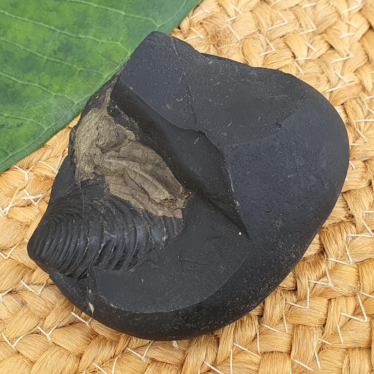 Golden Krishna Anirudha Shaligram, Anirudha Shaligram, Orignal Gandaki River Shaligram