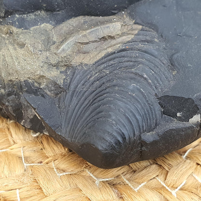 Golden Krishna Anirudha Shaligram, Anirudha Shaligram, Orignal Gandaki River Shaligram