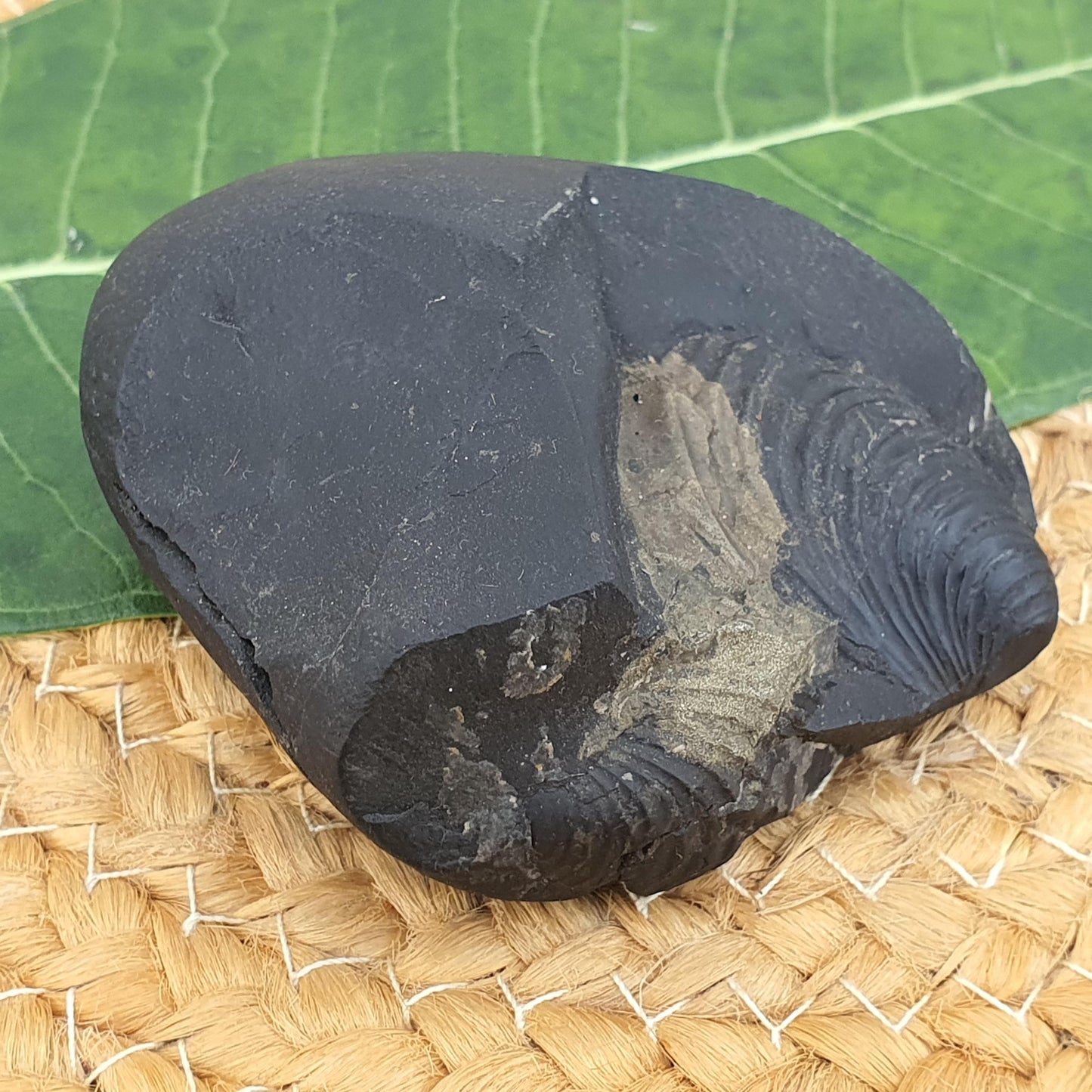 Golden Krishna Anirudha Shaligram, Anirudha Shaligram, Orignal Gandaki River Shaligram