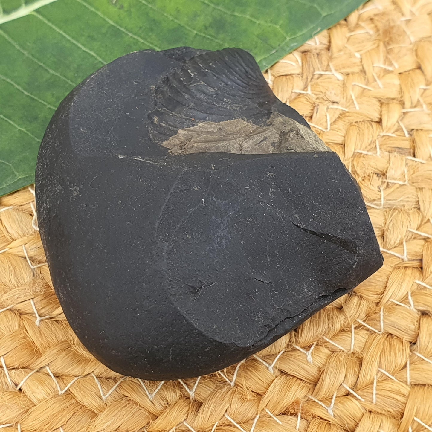 Golden Krishna Anirudha Shaligram, Anirudha Shaligram, Orignal Gandaki River Shaligram