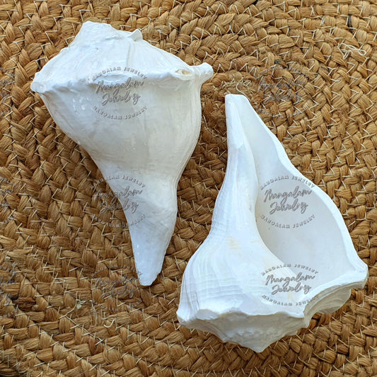 5 Inch Natural Dakshinavarti Natural Shankh,  Shri Laxmi Shankh for Pooja Non Blowing Conch Sankh Natural Conch