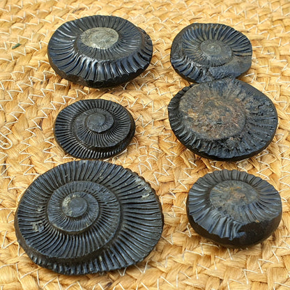 Golden Sudershan Shaligram, Religious Gifts, Sudarshan Saligram Stone, Sudershan Shaligram Gandaki River Nepal, Ritual Object