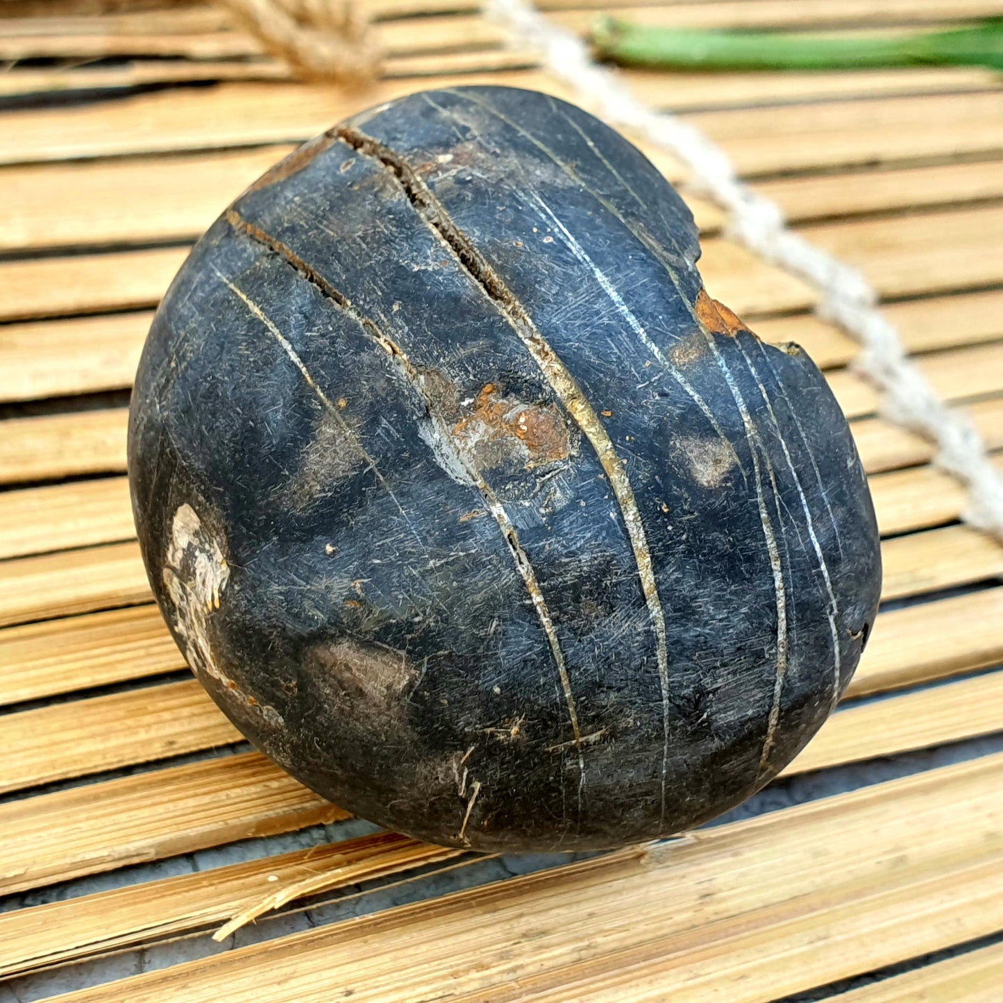 Rare Yellow and white Laxmi Narayan Shaligram, Laxmi Narayn Shaligram, Spiritual Shaligram, Shaligram From Nepal
