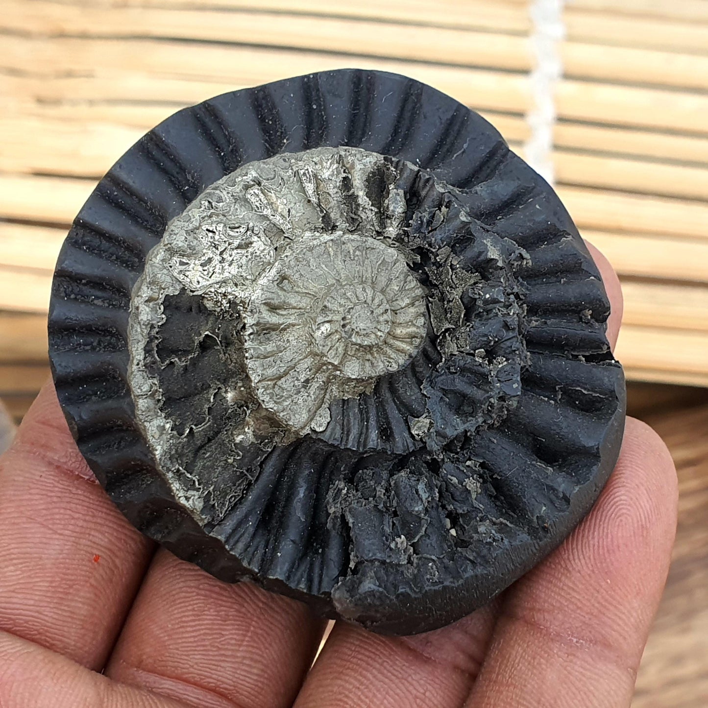 Rare Golden Sudershan Shaligram- Shaligram Stone, Ganddaki Shaligram, Shaligram Shila, Gift For Yoga Lover
