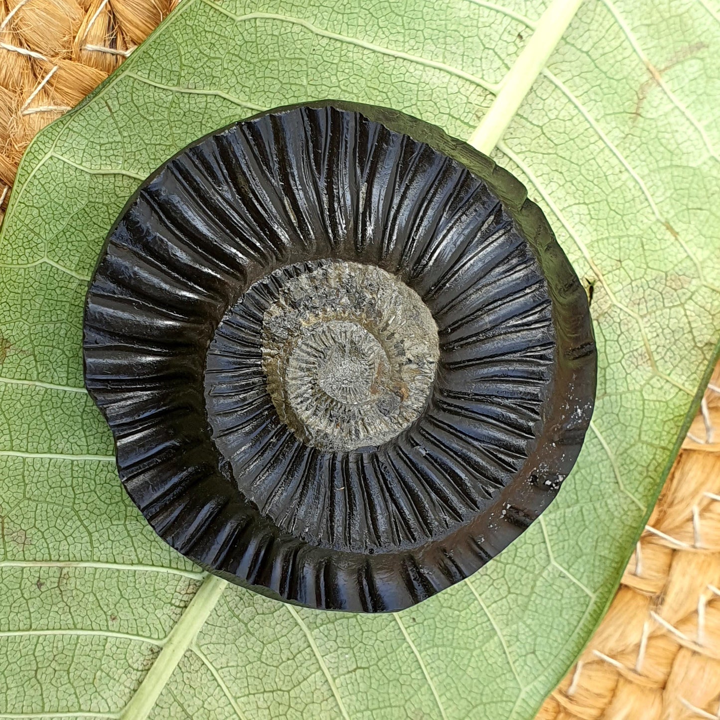Golden Sudershan Shaligram, Religious Gifts, Sudarshan Saligram Stone, Sudershan Shaligram Gandaki River Nepal, Ritual Object