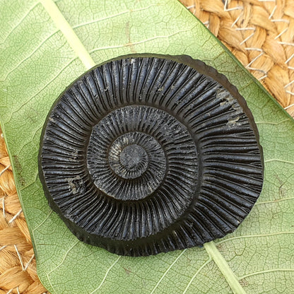 Golden Sudershan Shaligram, Religious Gifts, Sudarshan Saligram Stone, Sudershan Shaligram Gandaki River Nepal, Ritual Object