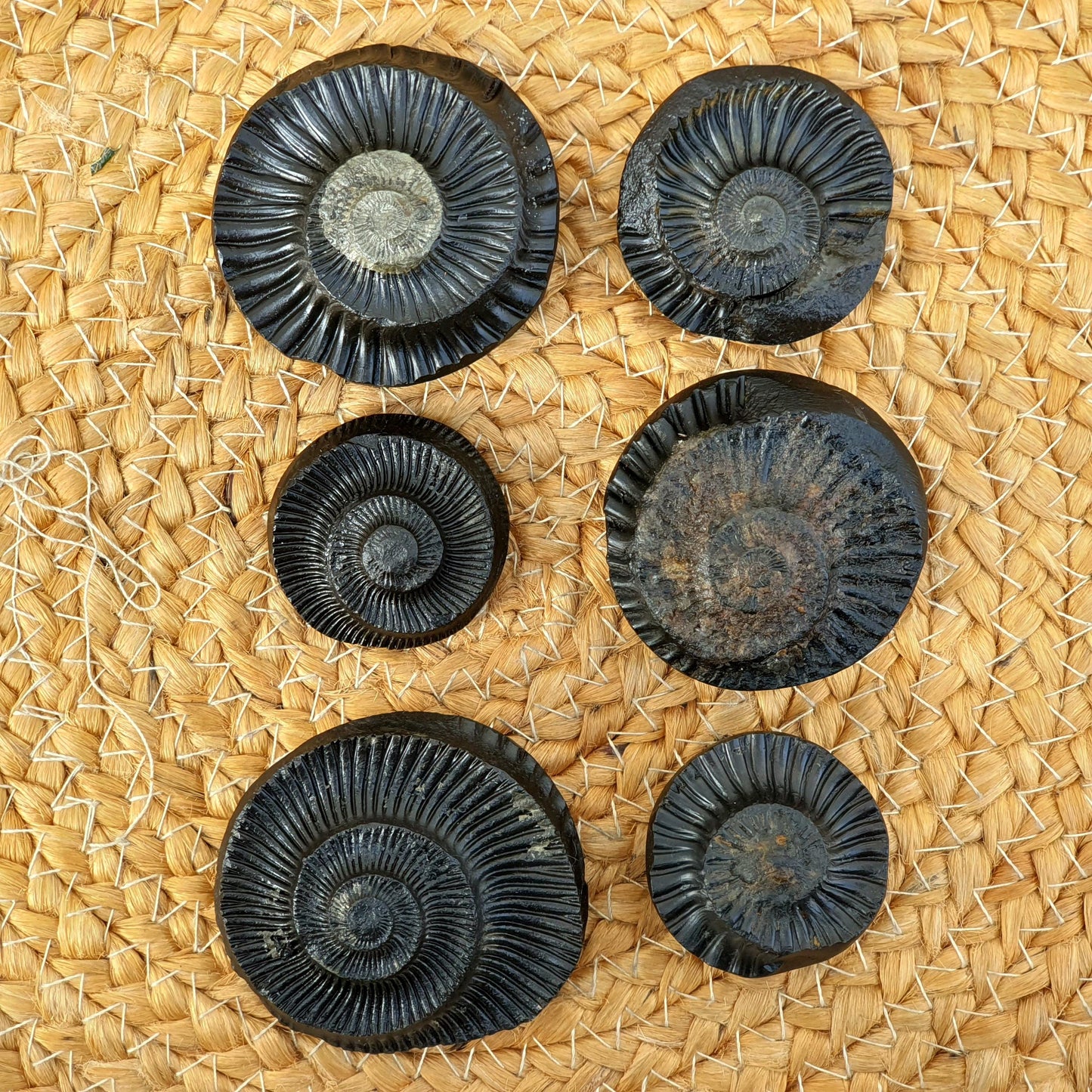 Golden Sudershan Shaligram, Religious Gifts, Sudarshan Saligram Stone, Sudershan Shaligram Gandaki River Nepal, Ritual Object