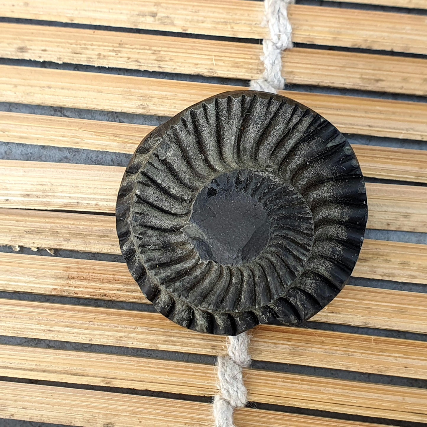 Extremely Rare Natural Golden Sudarshan Shaligram, Brown Sudarshan Shaligram Shila, Sudershan Shaligram Gandaki River Nepal